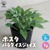 ホスタ・パラダイスジョイ【庭木 6号ポット 宿根草／1個売り】|植木・花木
