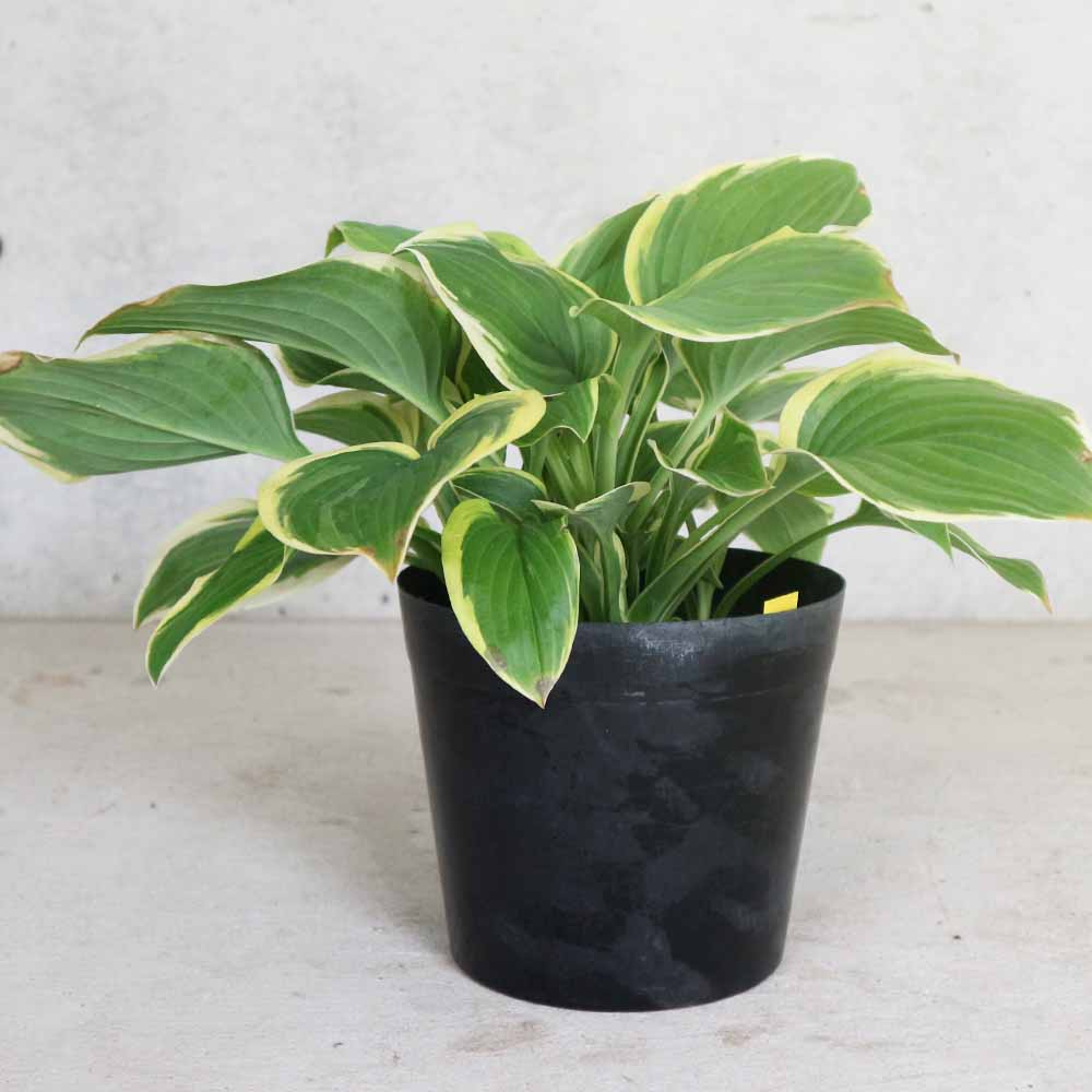 ホスタ・フレグラントブーケ【庭木 6号ポット 宿根草／1個売り】