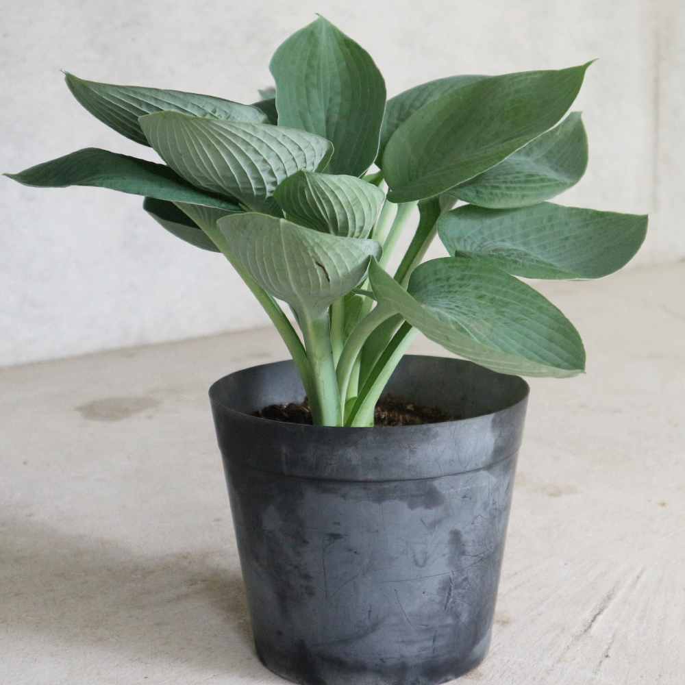 ホスタ・ビッグダディ【庭木 6号ポット 宿根草／1個売り】