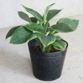 ホスタ・フランシスウィリアムズ【庭木 5〜6号ポット 宿根草／1個売り】|植木・花木