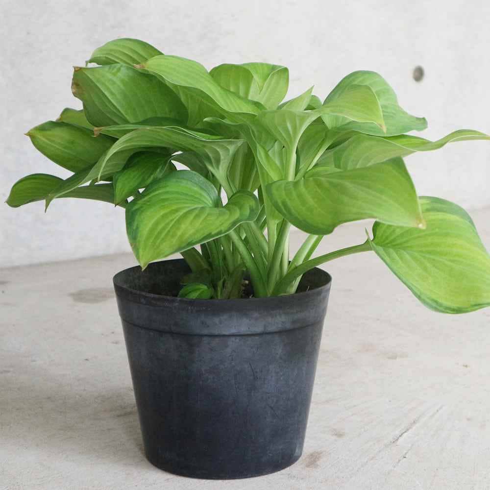 ホスタ・ガカモーレ【庭木 6号ポット 宿根草／1個売り】