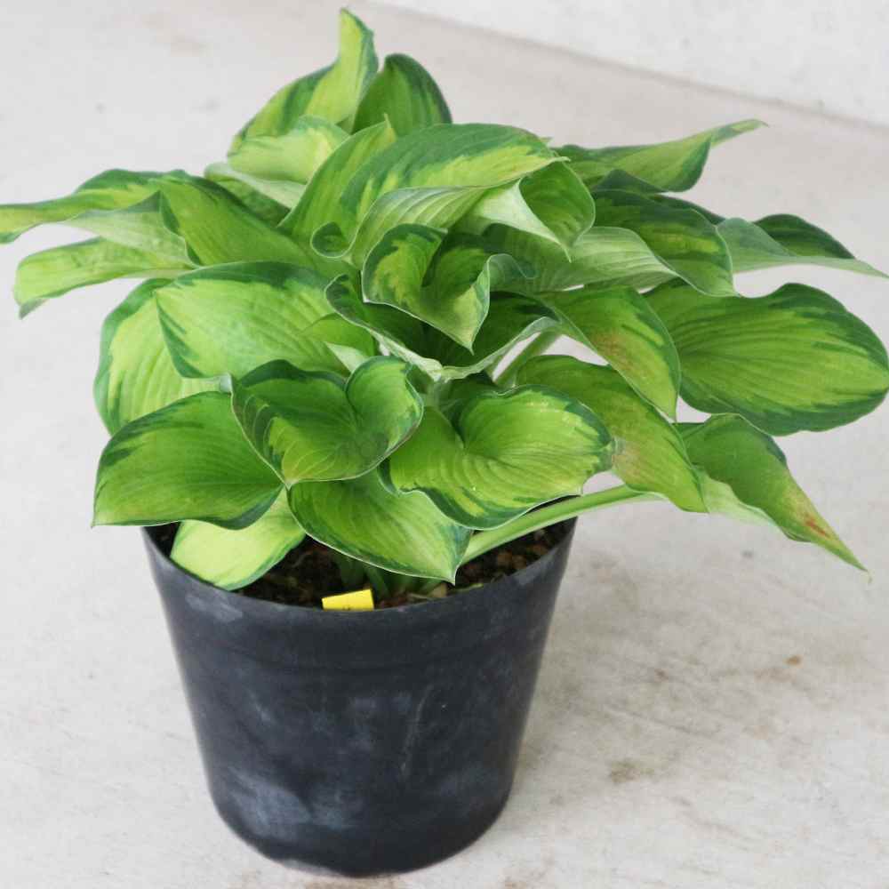 ホスタ・斑入り葉品種(サラサ)【庭木 6号ポット 宿根草／1個売り】