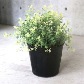 ロータス・ブリムストーン【花苗5〜6号／1個売り】|花苗