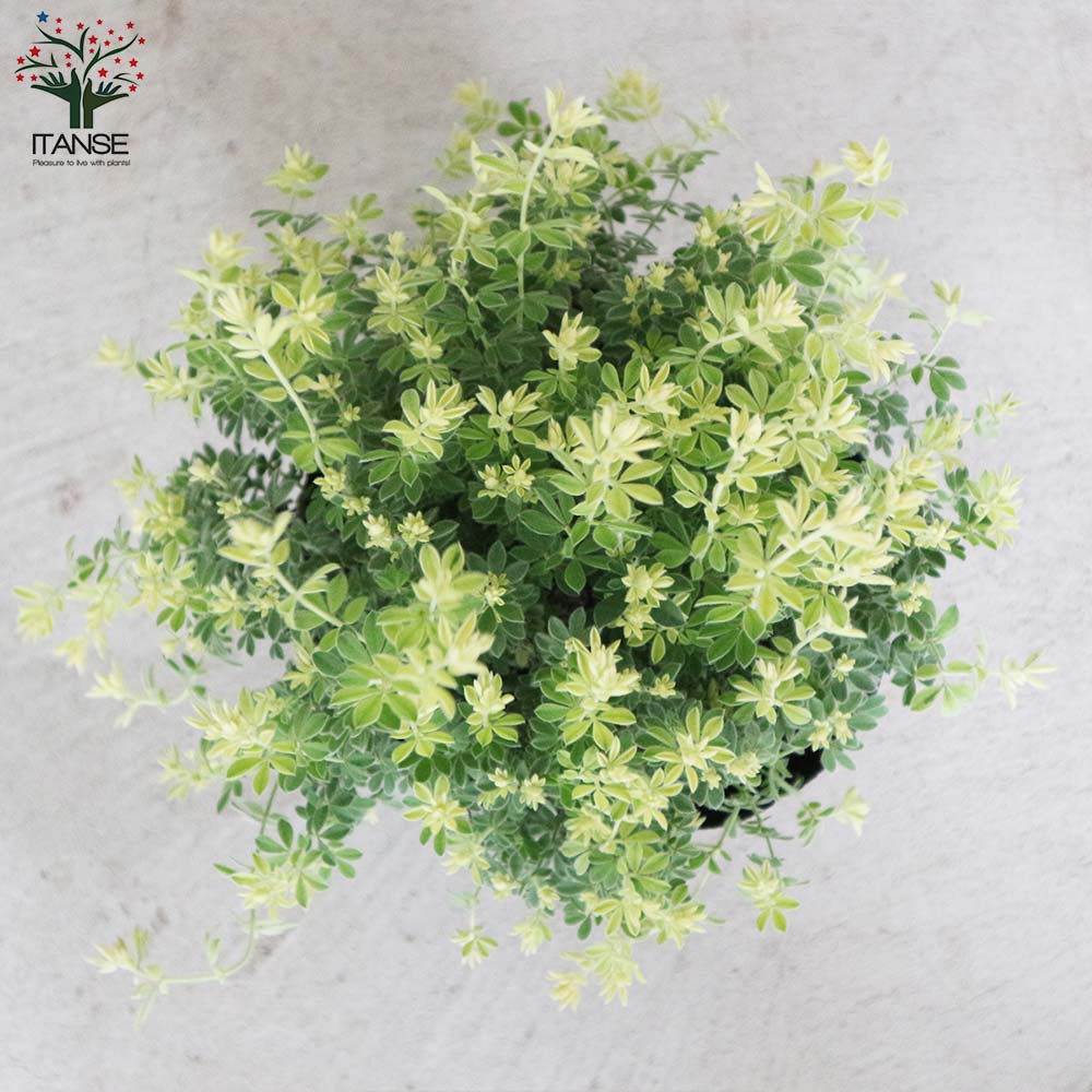 もふもふ⭐️⭐️⭐️ロータス　プリムストーン　抜き苗 ⭐️⭐️⭐️ ロータスブリムストーン 寄せ植え 花苗通販 ジャンクガーデン