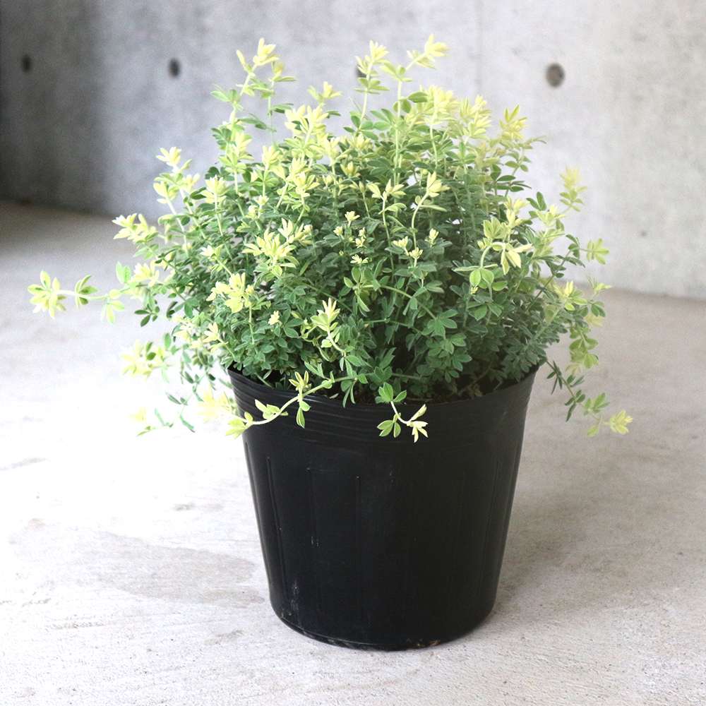 ロータス・ブリムストーン【花苗5～6号／1個売り】｜ 【植物の