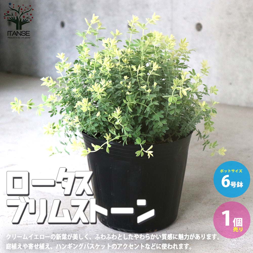 ロータス・ブリムストーン【花苗5～6号／1個売り】