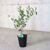 オリーブの苗木 品種：ルッカ【果樹の苗木4号ポット苗／1個売り】|オリーブ|植木・花木