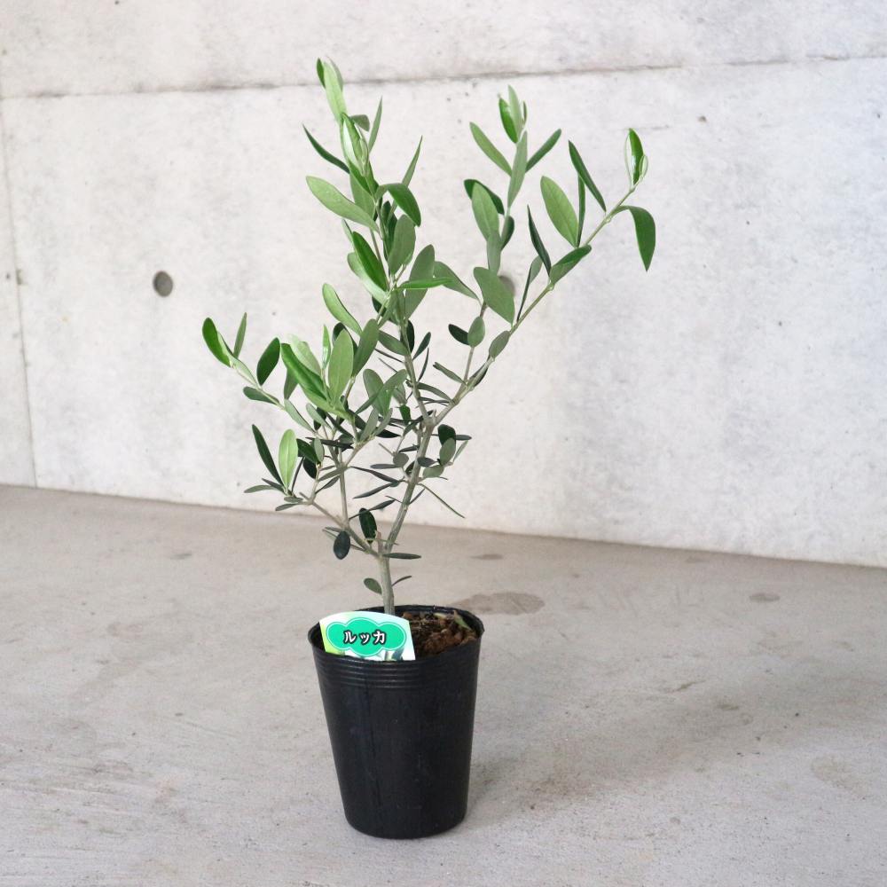 オリーブの苗木 品種：ルッカ【果樹の苗木4号ポット苗／1個売り