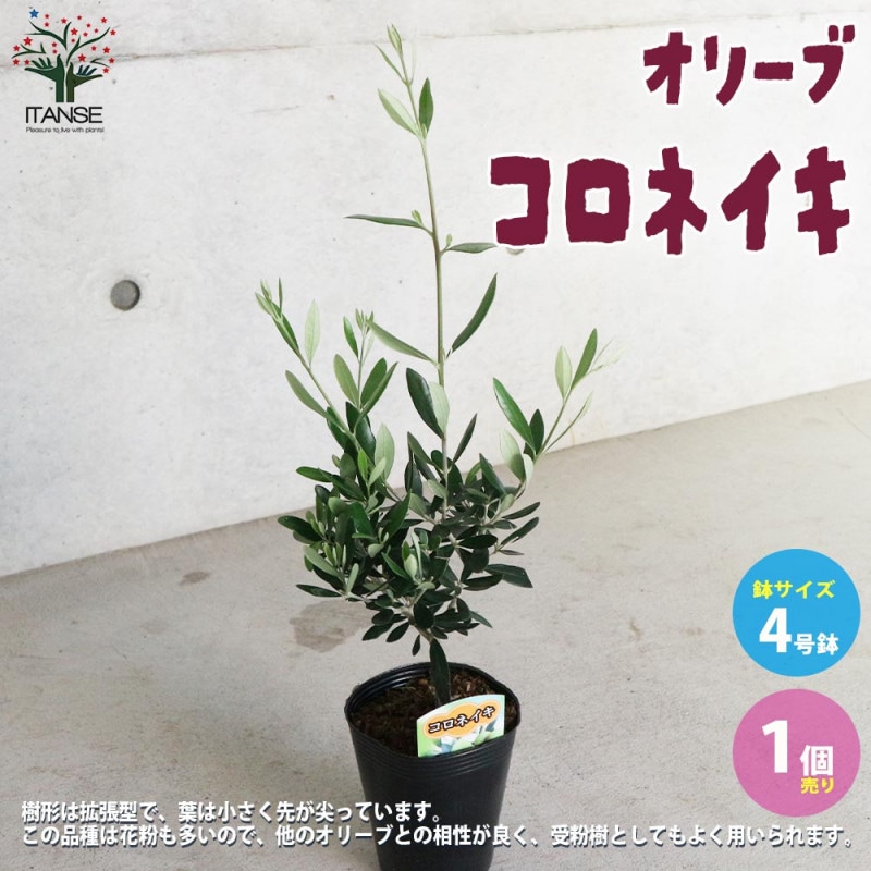 静岡のわさび 静岡のわさび 【野菜の苗 4号／1個売り】｜ 【植物の