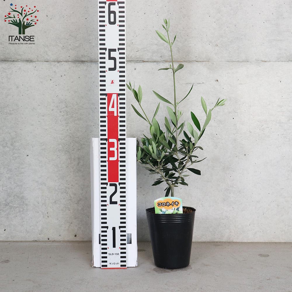 ④　オリーブの木　『コロネイキ』　15号　特大苗木最高等級　極上品‼️ 楽天市場】【現品】鉢植え【オリーブの木】コロネイキ 自然風樹