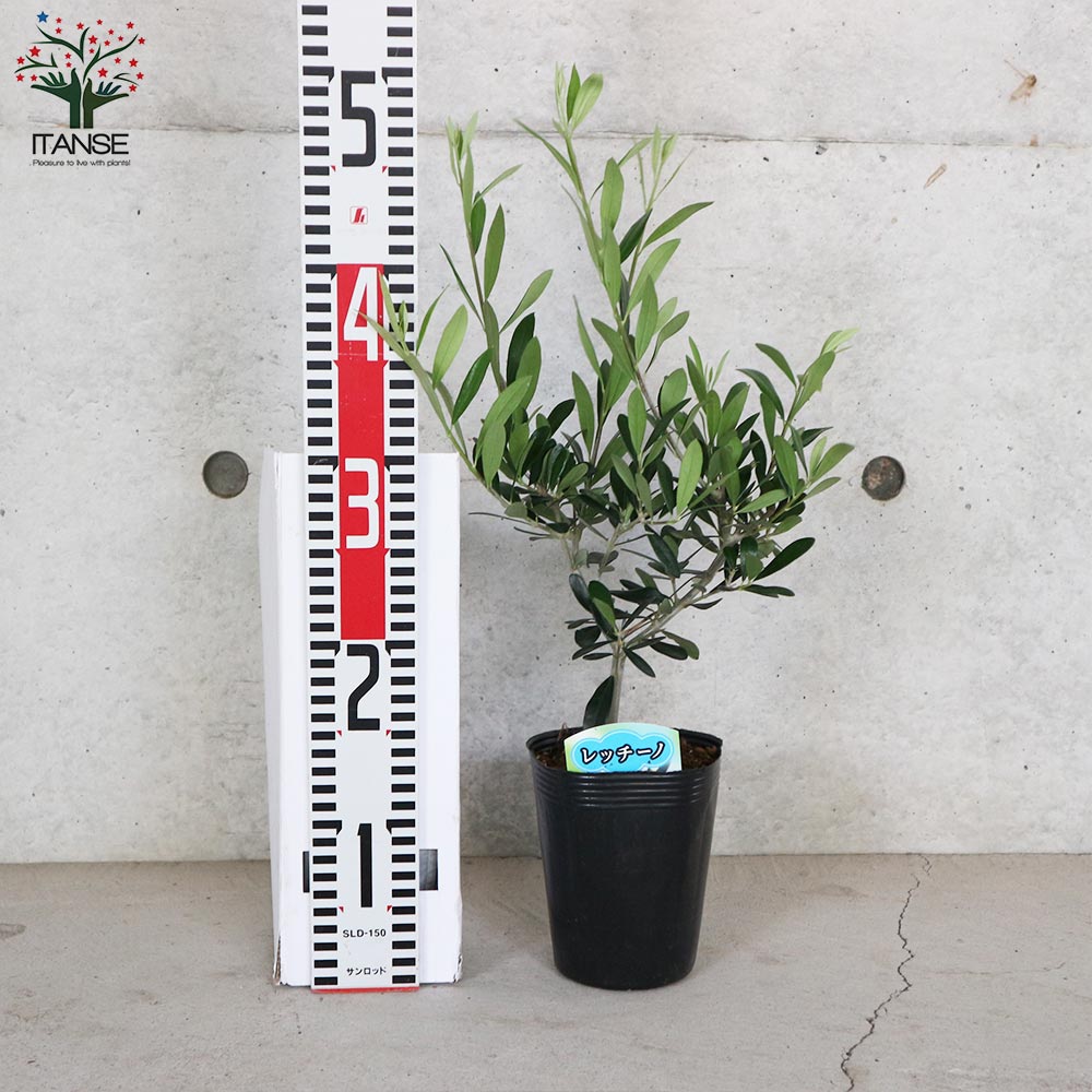 オリーブの苗木 品種：レッチーノ【果樹の苗木4号ポット苗／1個売り