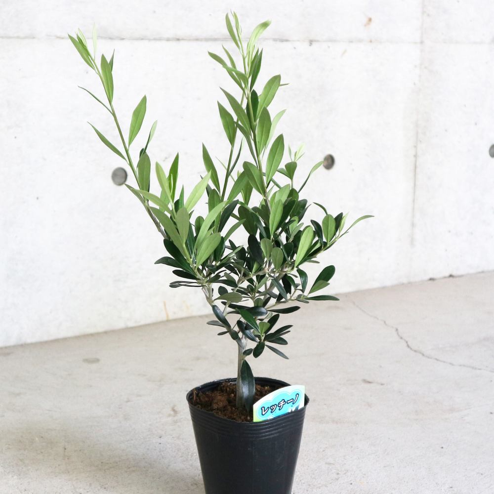 オリーブの苗木 品種：レッチーノ【果樹の苗木4号ポット苗／1個