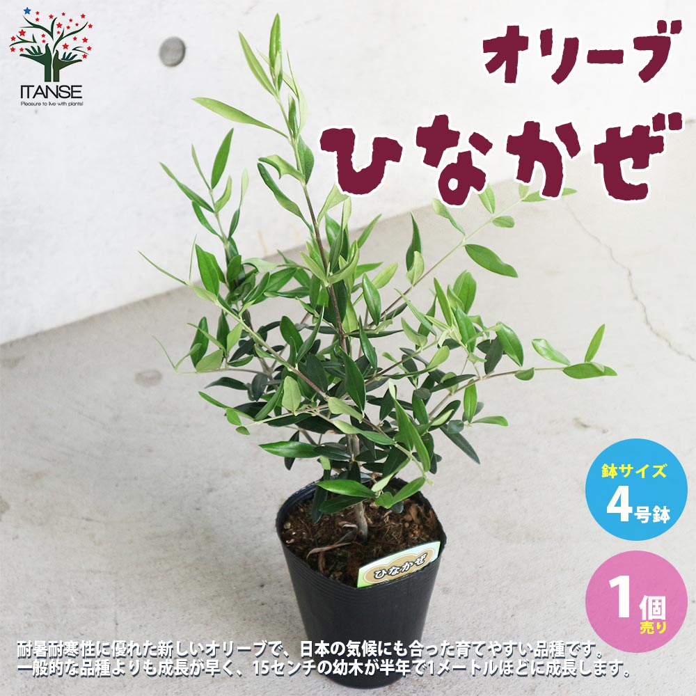 オリーブの苗木 品種：ひなかぜ【果樹の苗木4号ポット苗／1個売り】