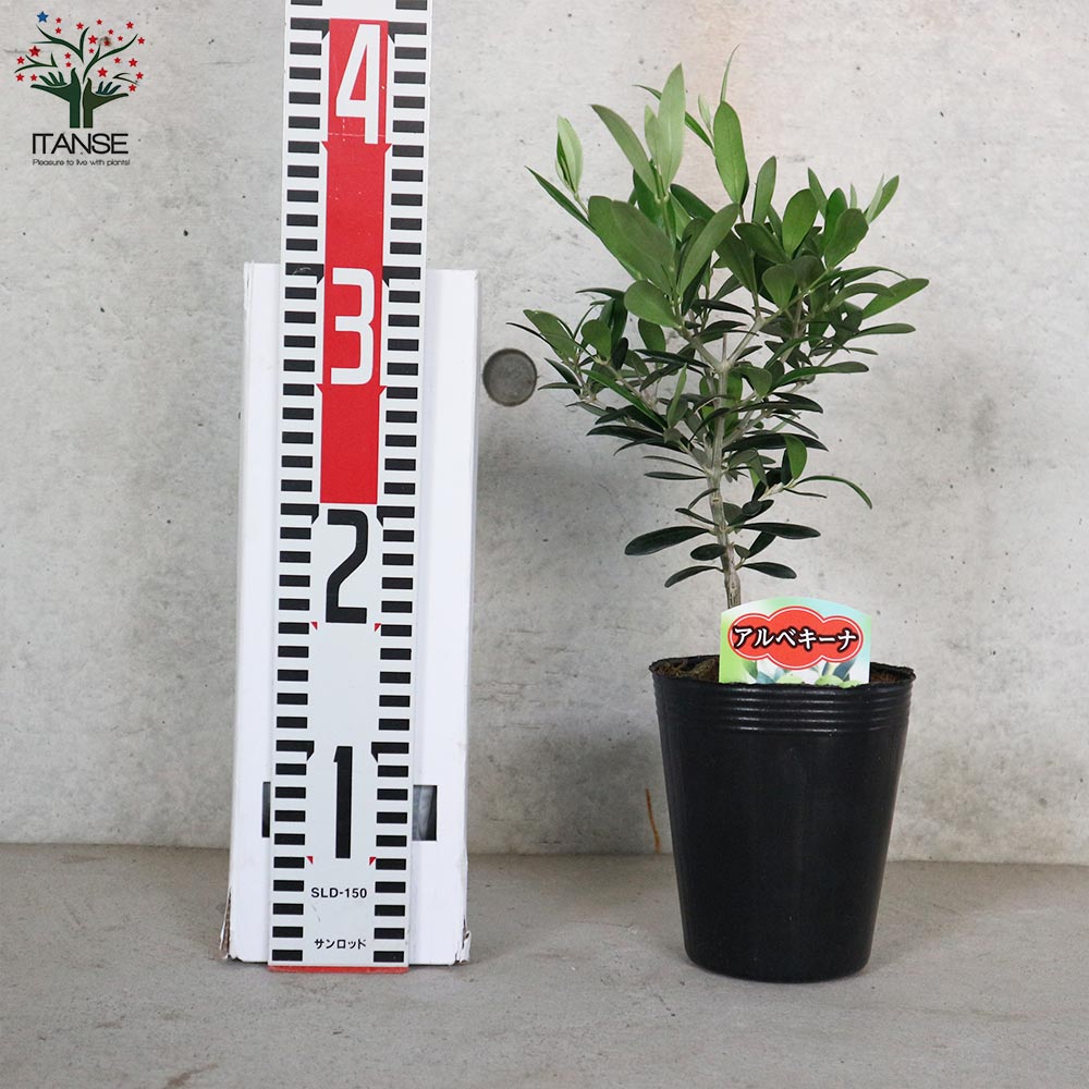 オリーブの苗木 品種：アルベキナ【果樹の苗木4号ポット苗／1個売り