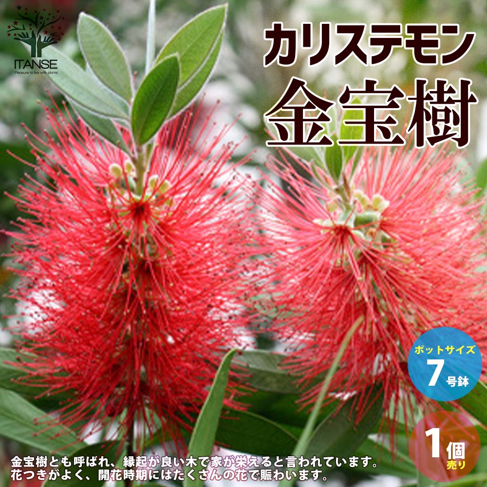 カリステモン　リーブスピンク　鉢植え　苗　金宝樹　オージープランツ 25年9月中下旬予約]カリステモン：ピンクシャンパン5号ポット の