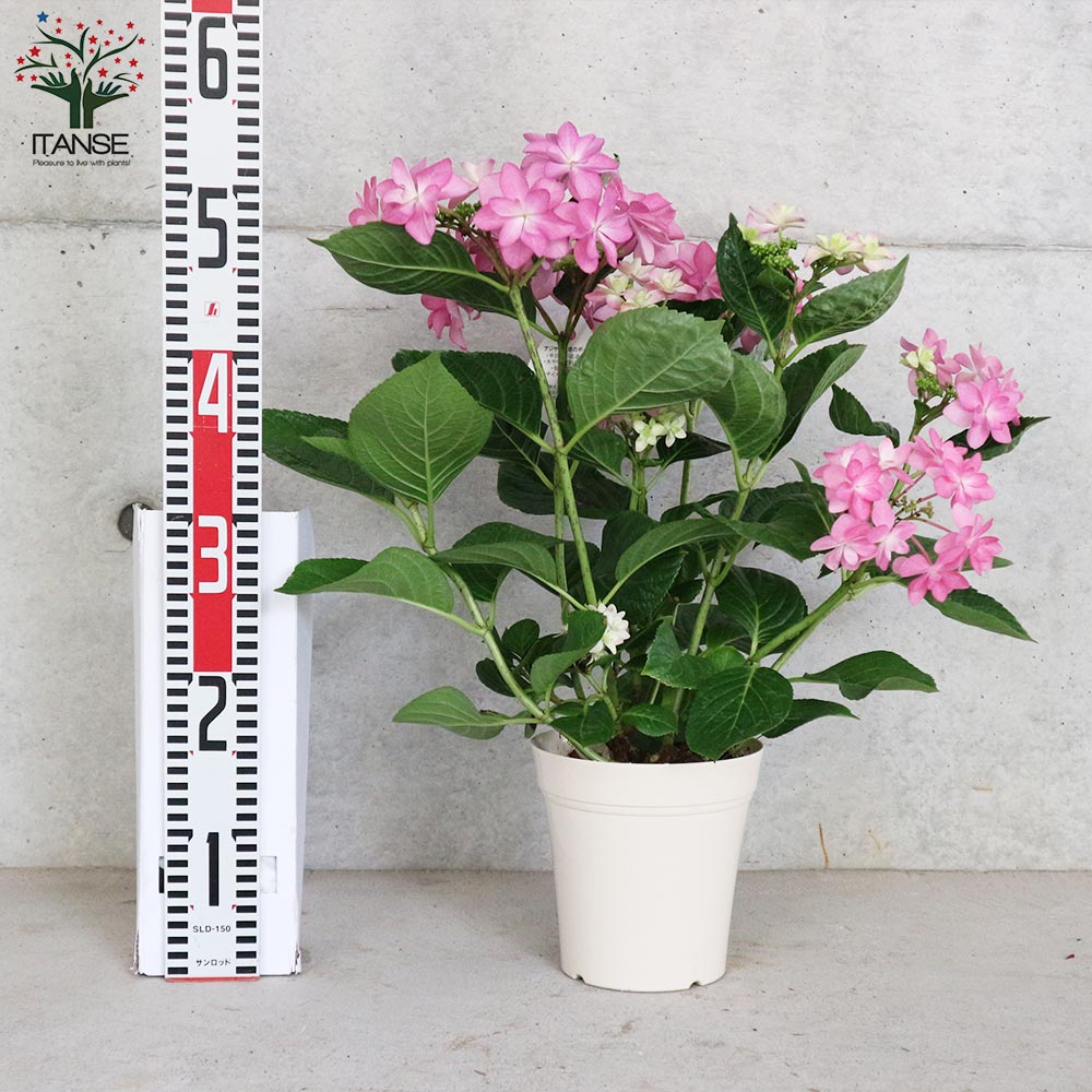 アジサイ ダンスパーティー ピンク【花苗5号鉢／1個売り】｜ 【植物の