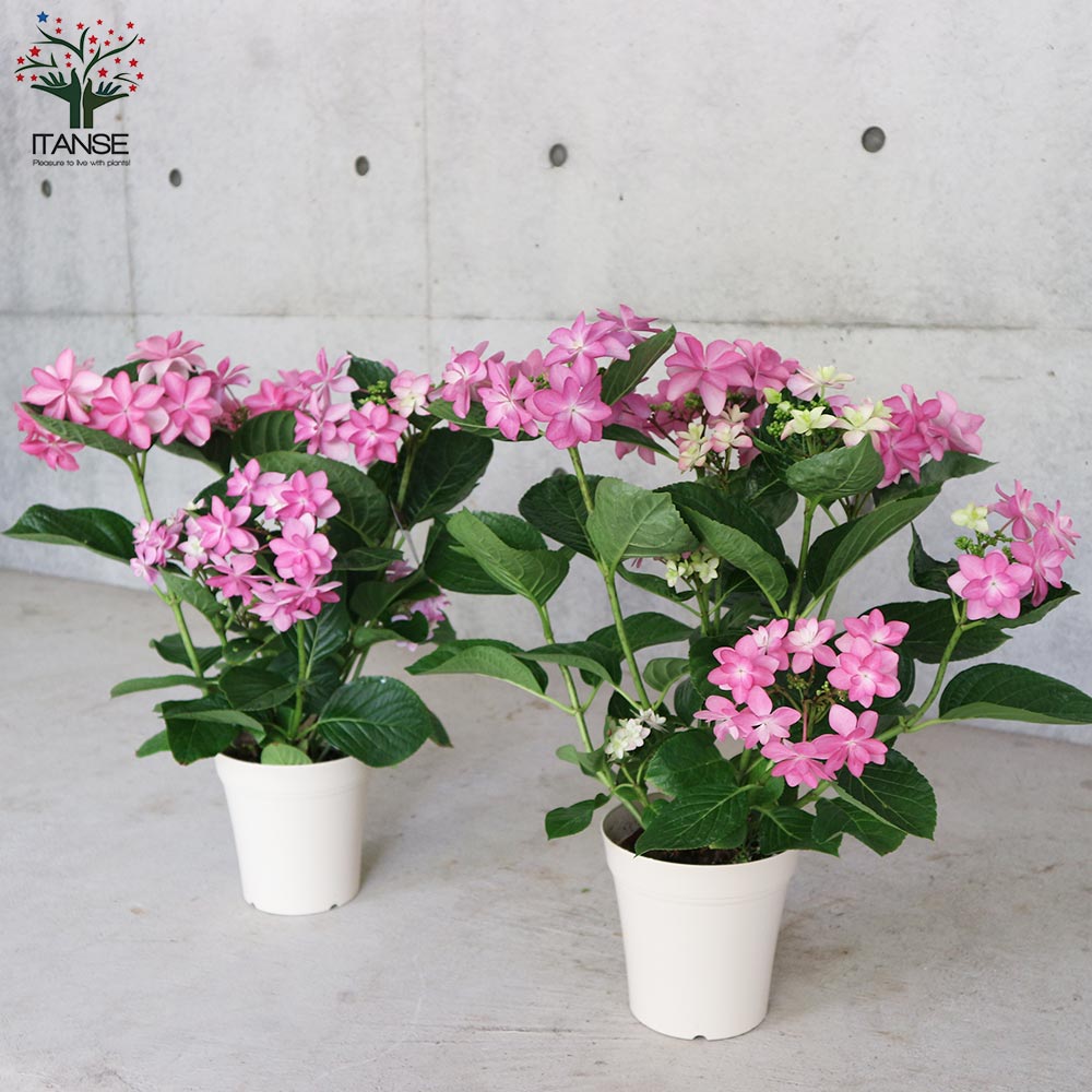 アジサイ ダンスパーティー ピンク【花苗5号鉢／1個売り】｜ 【植物の