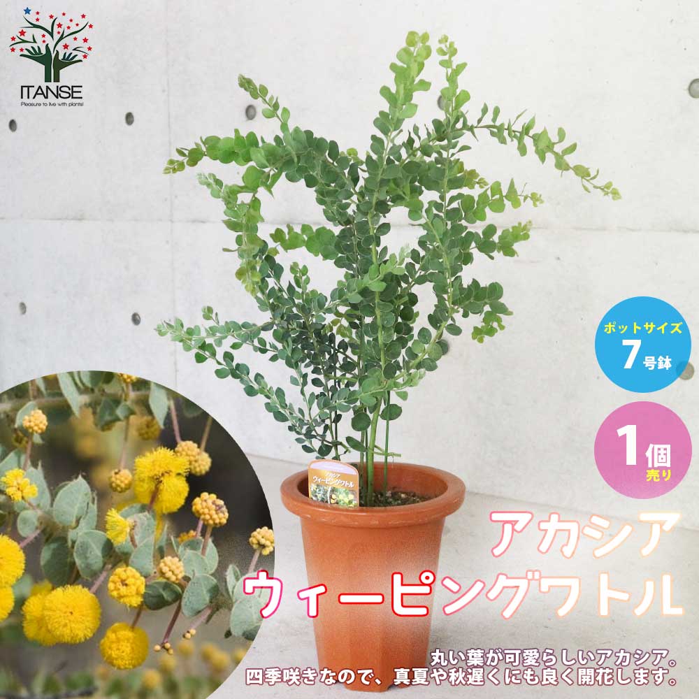四季咲き性アカシア・ウィーピングワトル【庭木7号ポット／1個売り