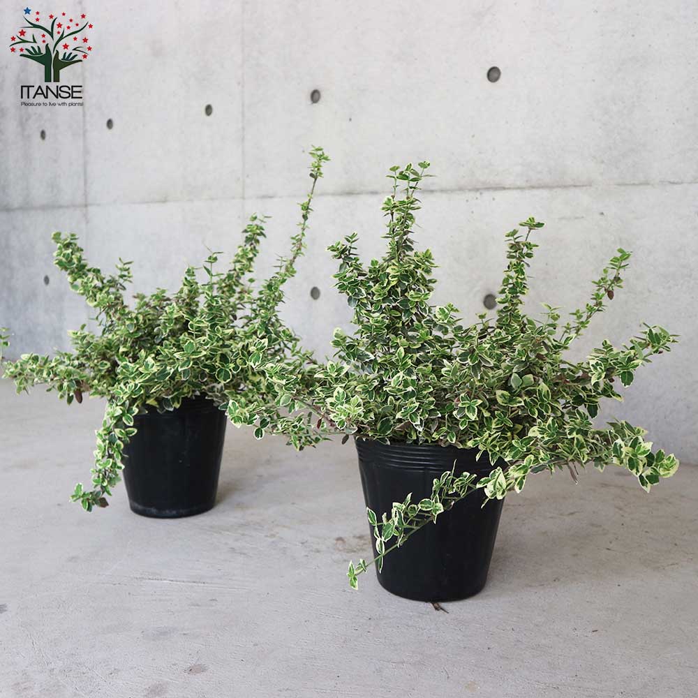 アメリカツルマサキ・エメラルドガイティ【庭木6号ポット大苗／1個売り