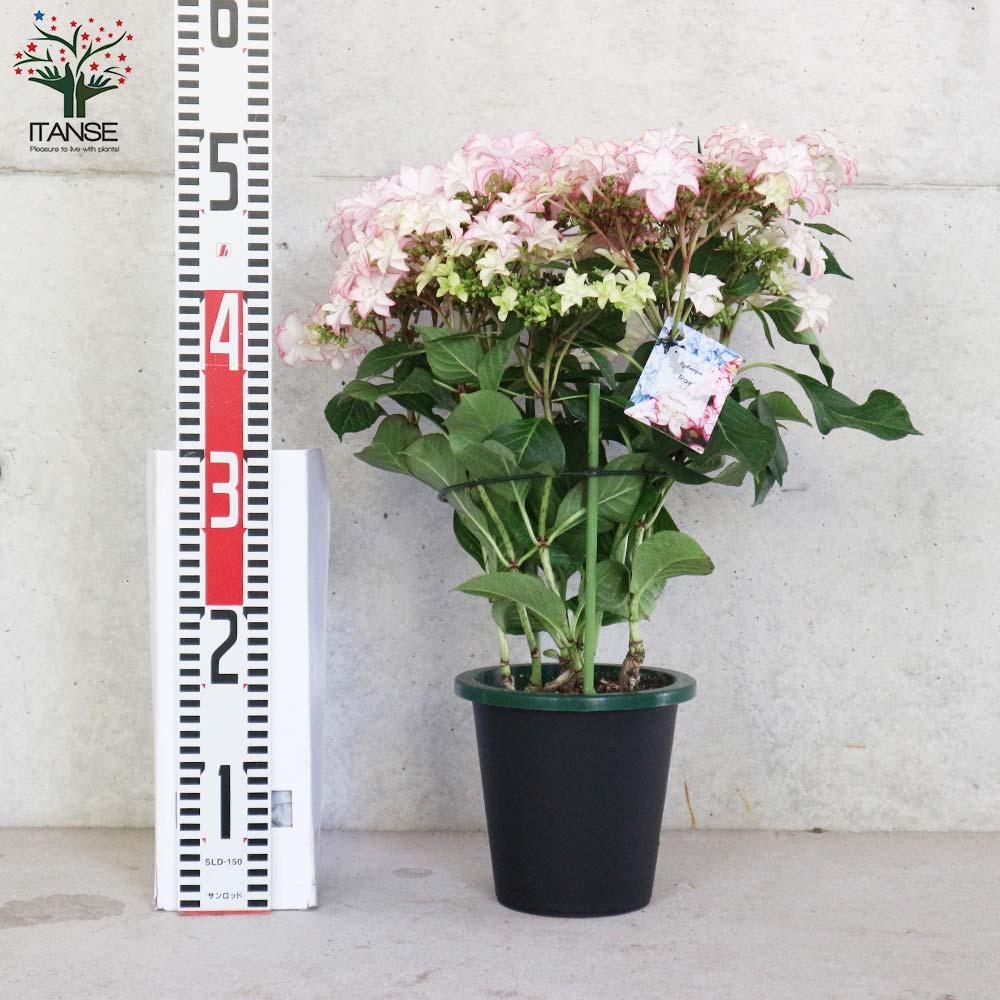 専用商品】 アジサイ ピンク系 5寸5種5鉢 紫陽花 アジサイ【ひな祭り】5号