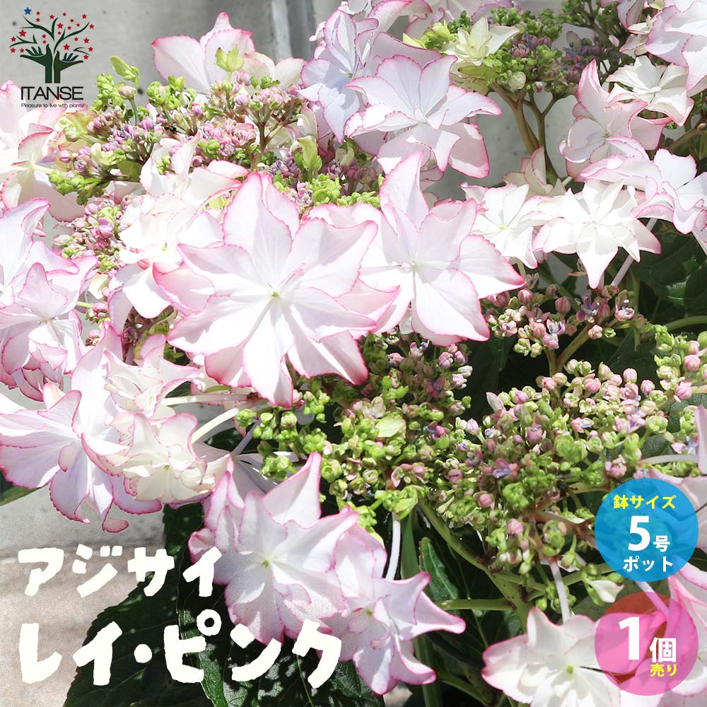 アジサイ レイ ピンク【花苗5号鉢／1個売り】｜ 【植物のITANSE