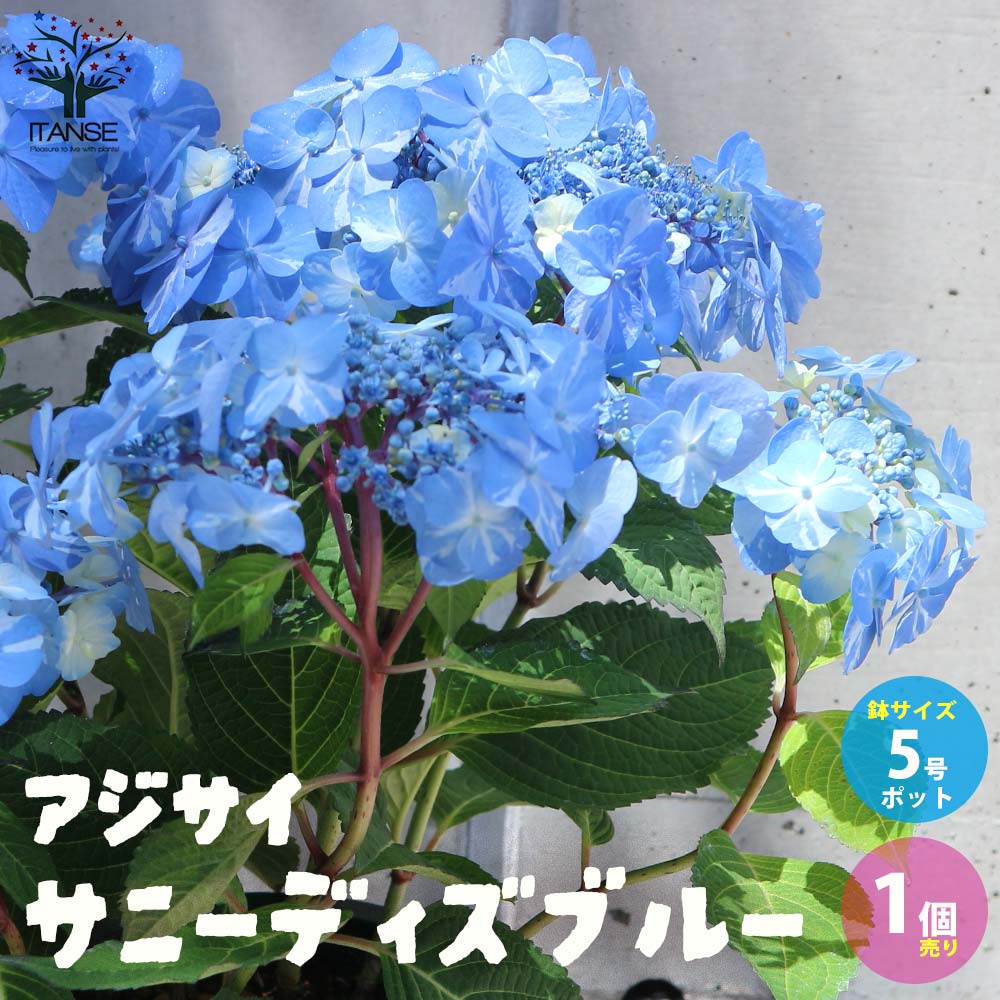 アジサイ サニーデイズ ブルー【花苗5号鉢／1個売り】