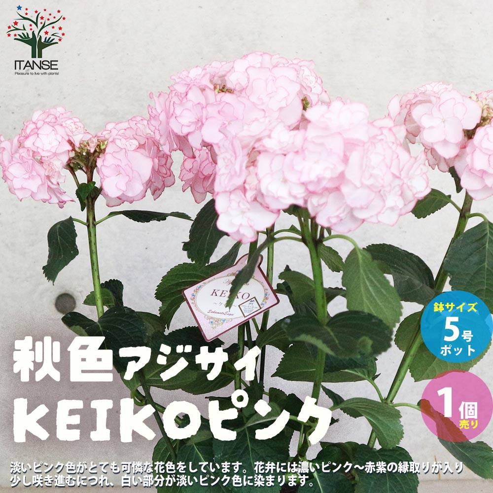 アジサイ KEIKOピンク(ケイコピンク)【花苗5号鉢／1個売り】