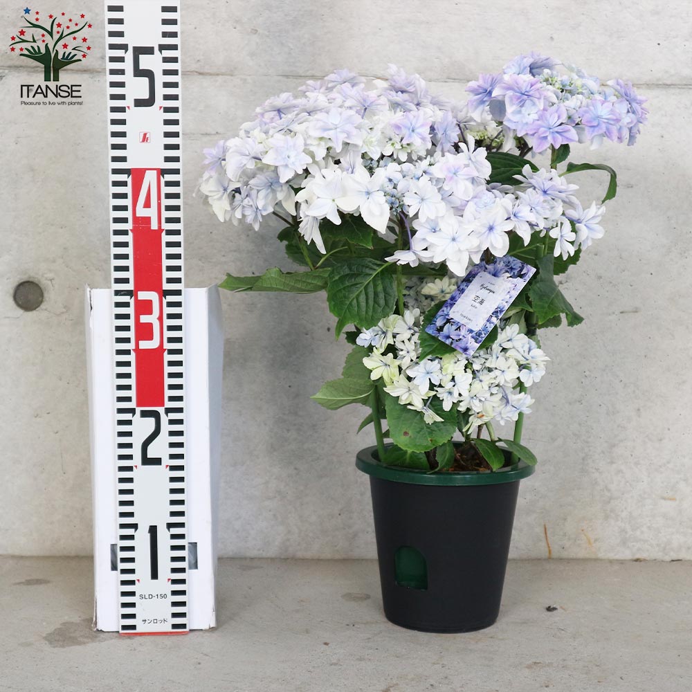 アジサイ 空海(クウカイ)【花苗5号鉢／1個売り】｜ 【植物の