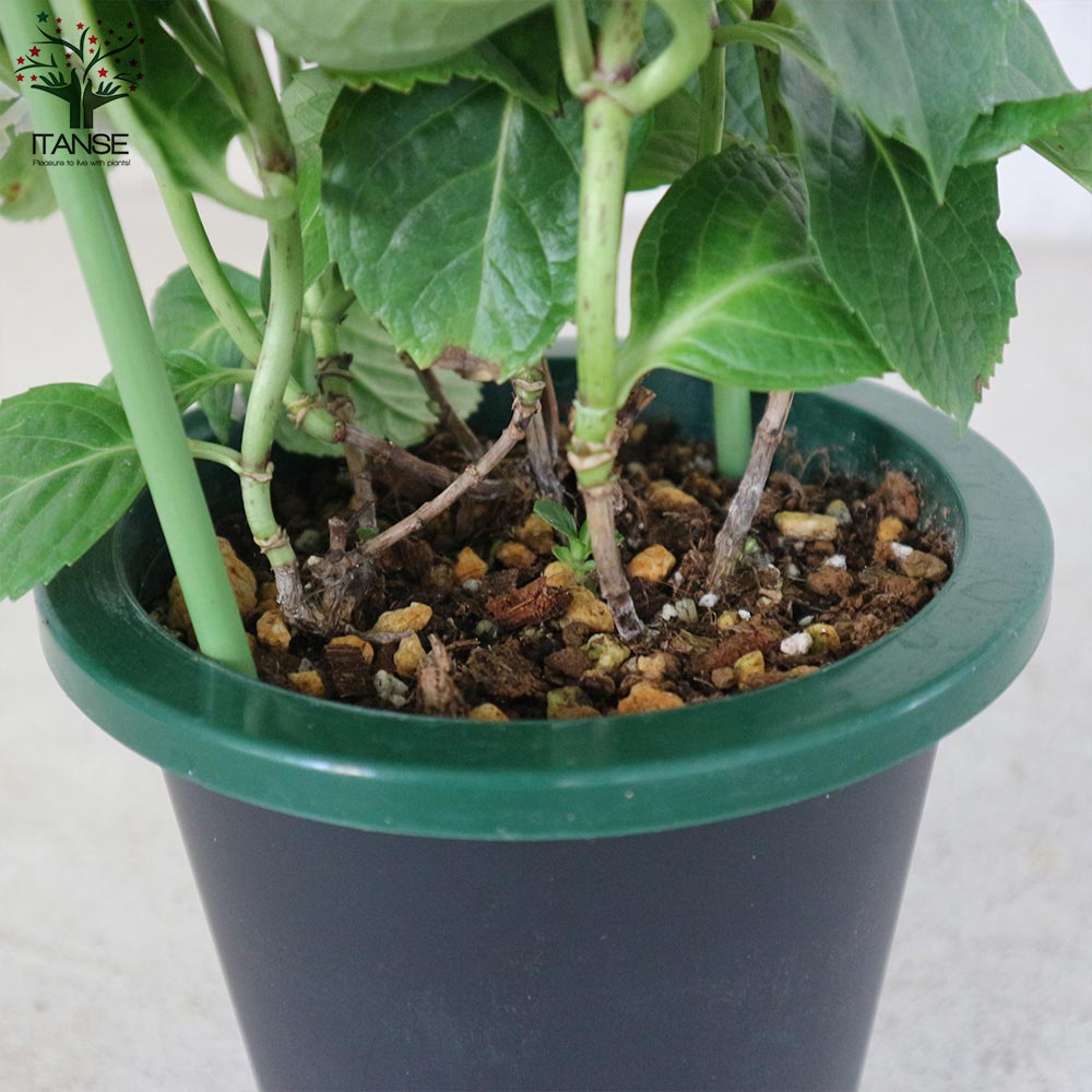 欄&空さま　輸入アジサイ苗 2025年最新】アジサイ 苗 輸入の人気アイテム - メルカリ