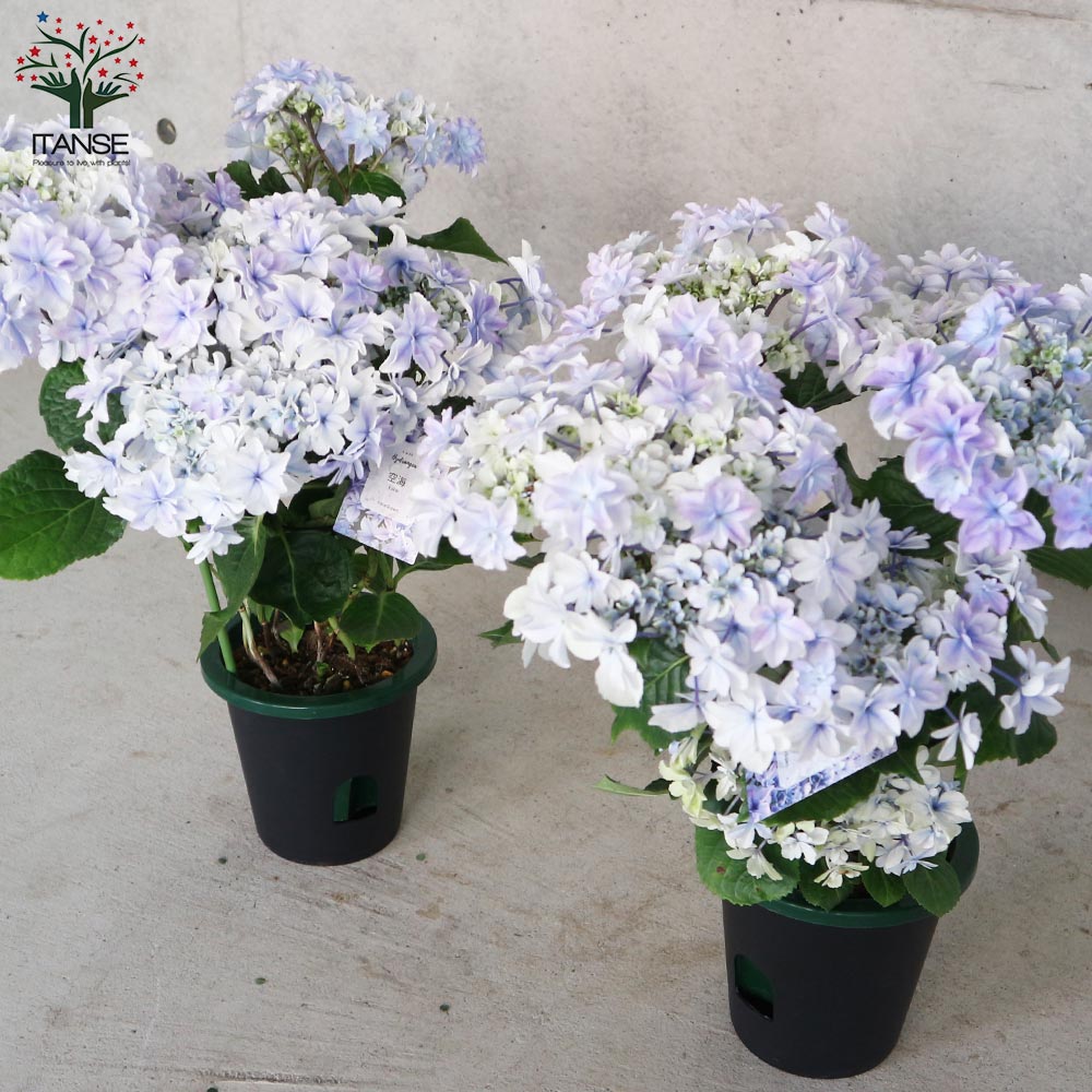 欄&空  輸入アジサイ 苗 7種 アジサイ 空海(クウカイ)【花苗5号鉢／1個売り】｜ 【植物の