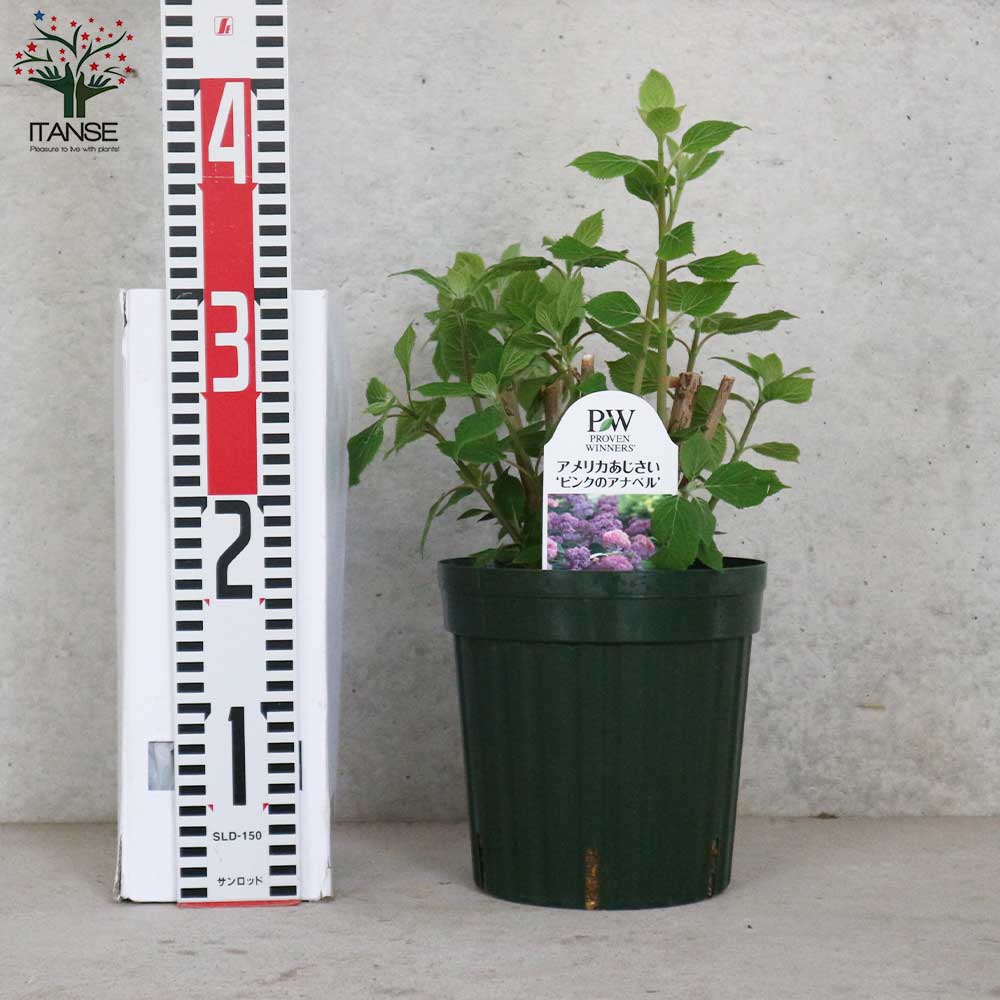 アジサイ ピンクのアナベル【花苗6号鉢／1個売り】｜ 【植物の