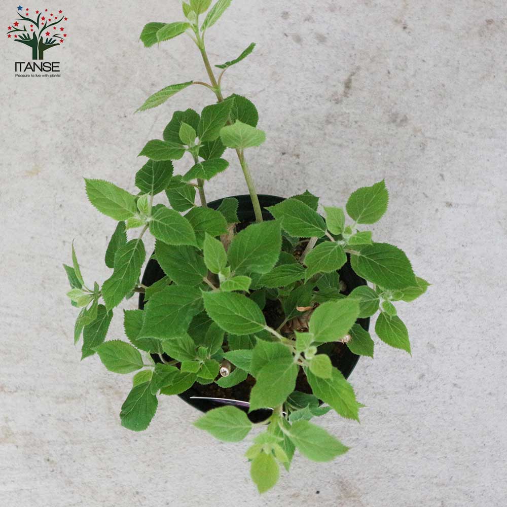 アジサイ ピンクのアナベル【花苗6号鉢／1個売り】｜ 【植物の