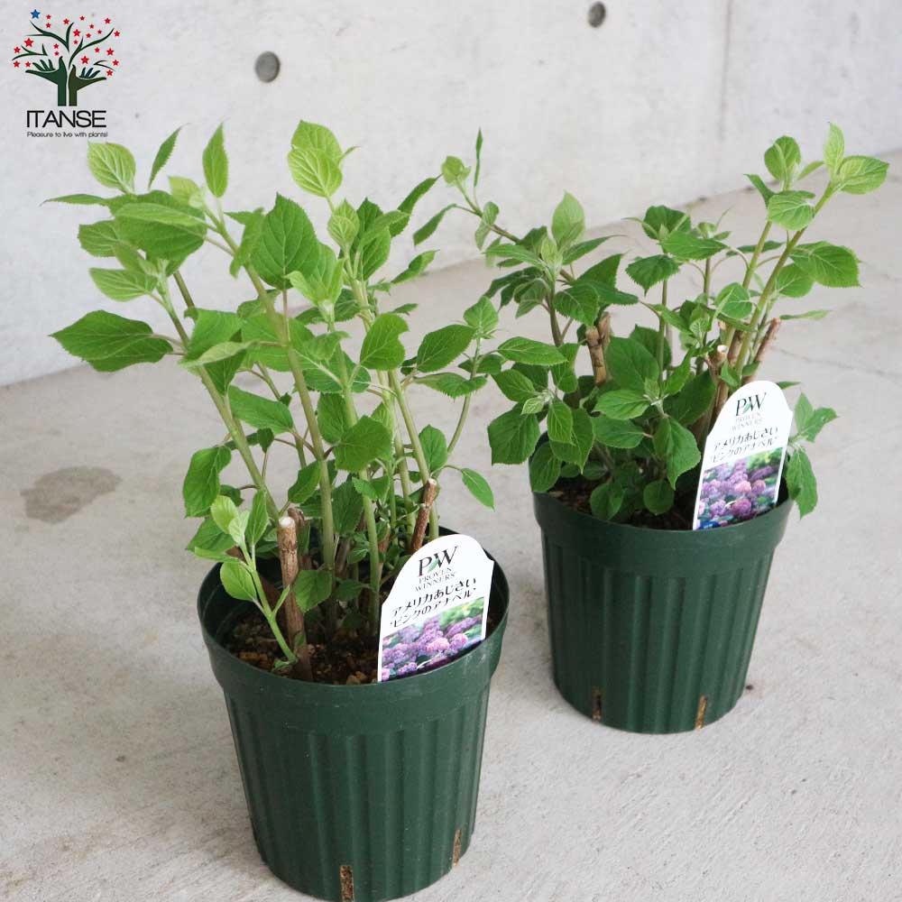 アジサイ ピンクのアナベル【花苗6号鉢／1個売り】｜ 【植物の