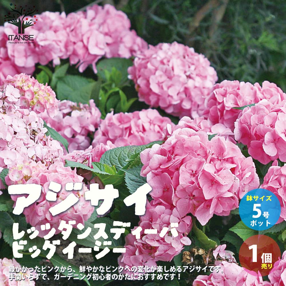 Itanse良品ｾﾚｸﾄ通販