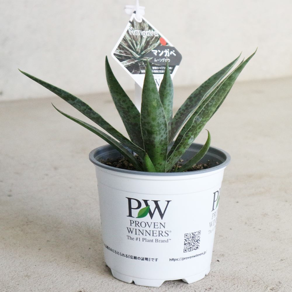 KOMAKI　マンガベ　ムーングロー　アガベ×マンフレダ ムーングロウ マンガベ | toA Succulent