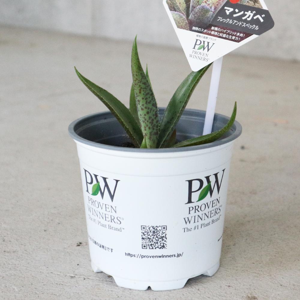 マンガベ　フレックルアンドスペックル　斑入り　レア　ピンク　アガベ×マンフレダ 2025年最新】フレックルアンドスペックルの人気アイテム - メルカリ