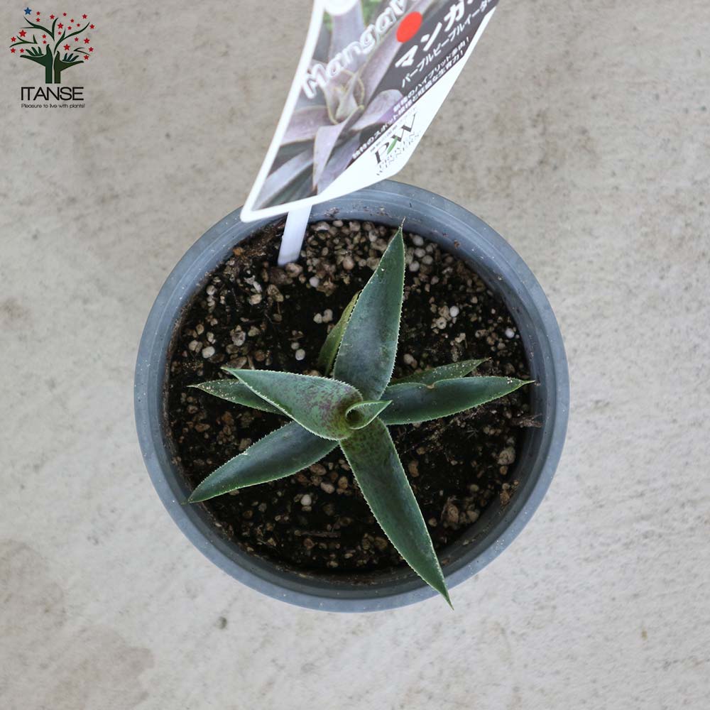 マンガベ パープルピープルイーター【多肉植物10.5cmポット苗／1個売り