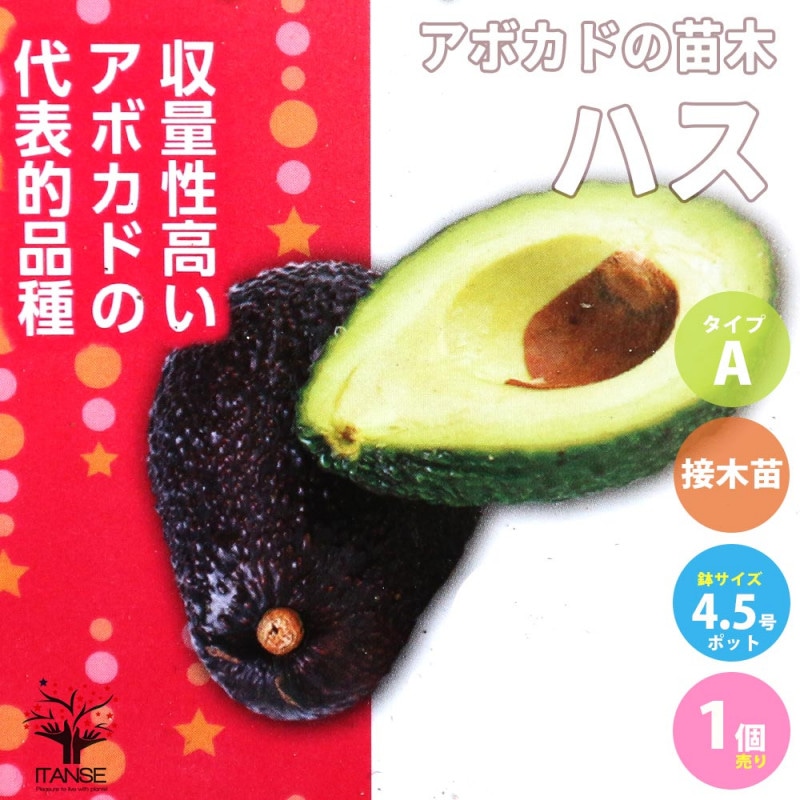 アボカド苗 約80cm 健康的 苗木4本と新芽苗1本 楽天市場】アボカド 苗