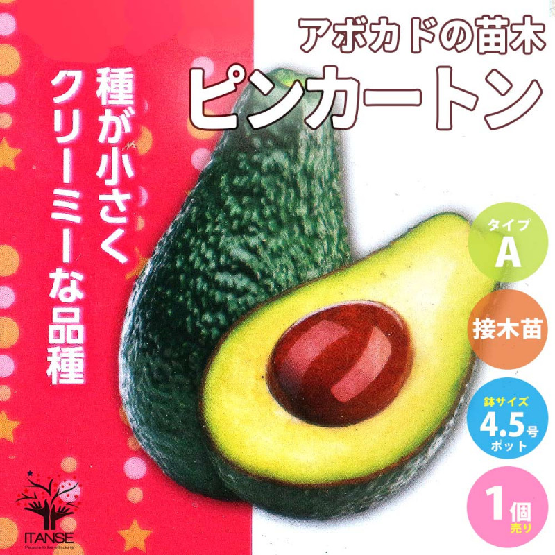 アボカドの苗木 品種：タワー2(開花タイプ:B)【果樹苗 5年生 接木苗