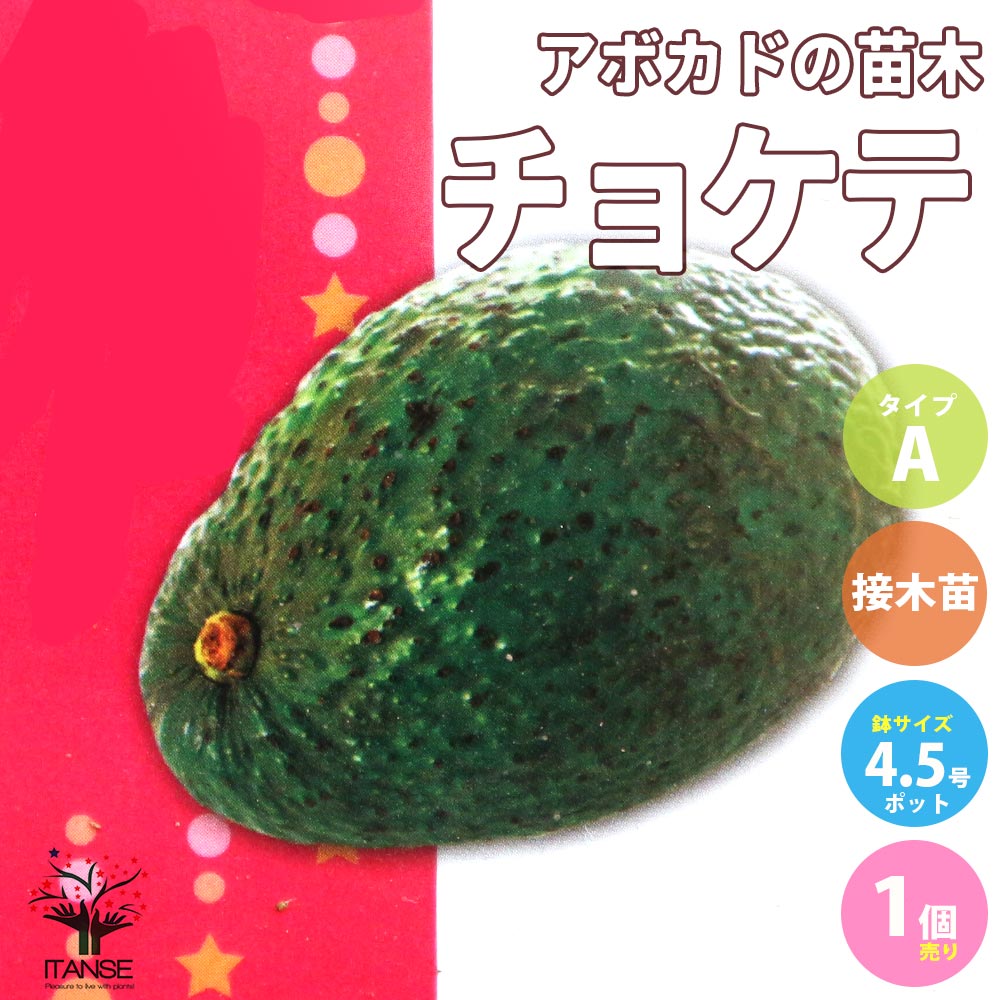 アボカドの苗木 品種：チョケテ(Aタイプ)【果樹の苗木 13.5cmポット 接木苗／1個売り】