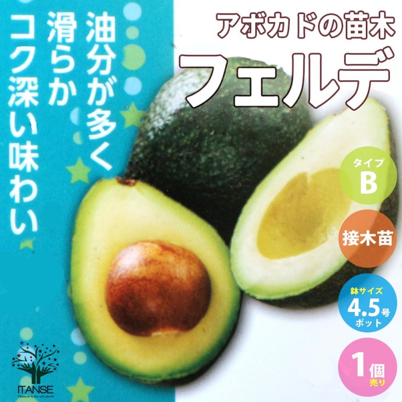アボカド｜【植物のITANSE】全品送料無料・即出荷!