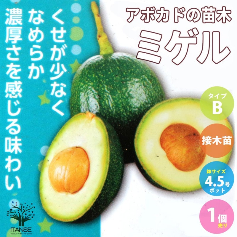 アボカド メキシコーラ 【果樹の苗木 4.5号ロングポット／1個売り 