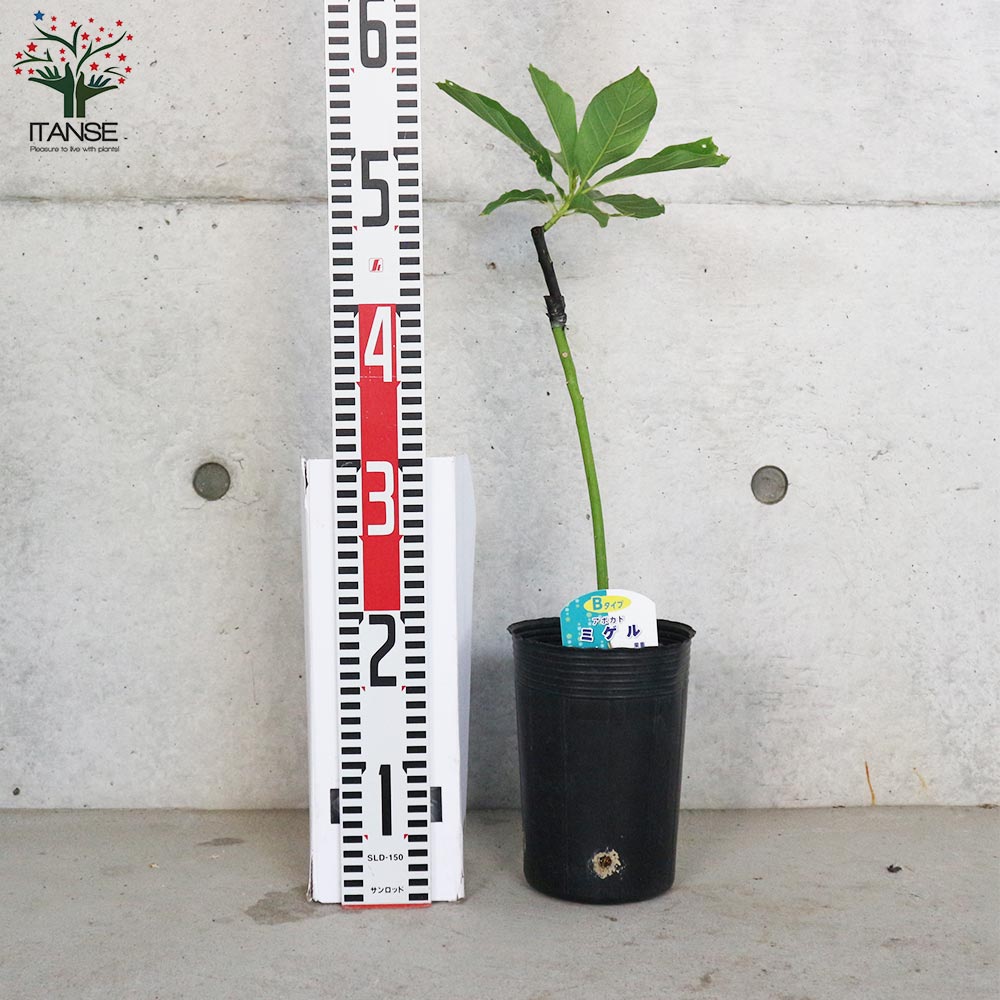 アボカドの苗木 品種：ミゲル(Bタイプ)【果樹の苗木 13.5cm