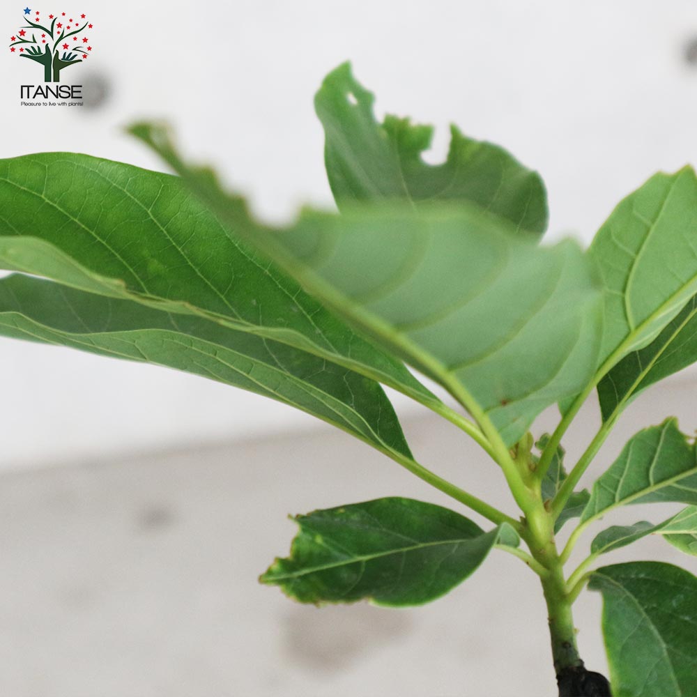 ぽるぽる　アボカド苗 ぽるぽる アボカド苗 アボカド ポペーノ Aタイプ 苗 販売 苗木部 By 花