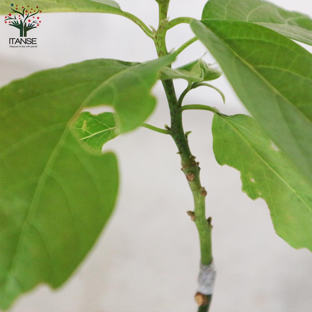 アボカドの苗木 品種：ベーコン(Bタイプ) 【果樹の苗木 13.5cmポット