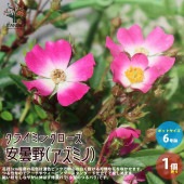 薔薇の苗 ””安曇野(アズミノ)””クライミングローズ(CL) 【庭木 6号大苗／1個売り】|植木・花木