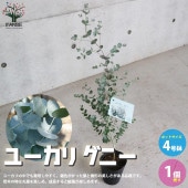 ユーカリ グニー 【庭木 4号鉢L ハーブ苗／1個売り】|植木・花木