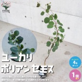ユーカリ ポリアンセモス 【庭木 4号ポット ハーブ苗／1個売り】|植木・花木