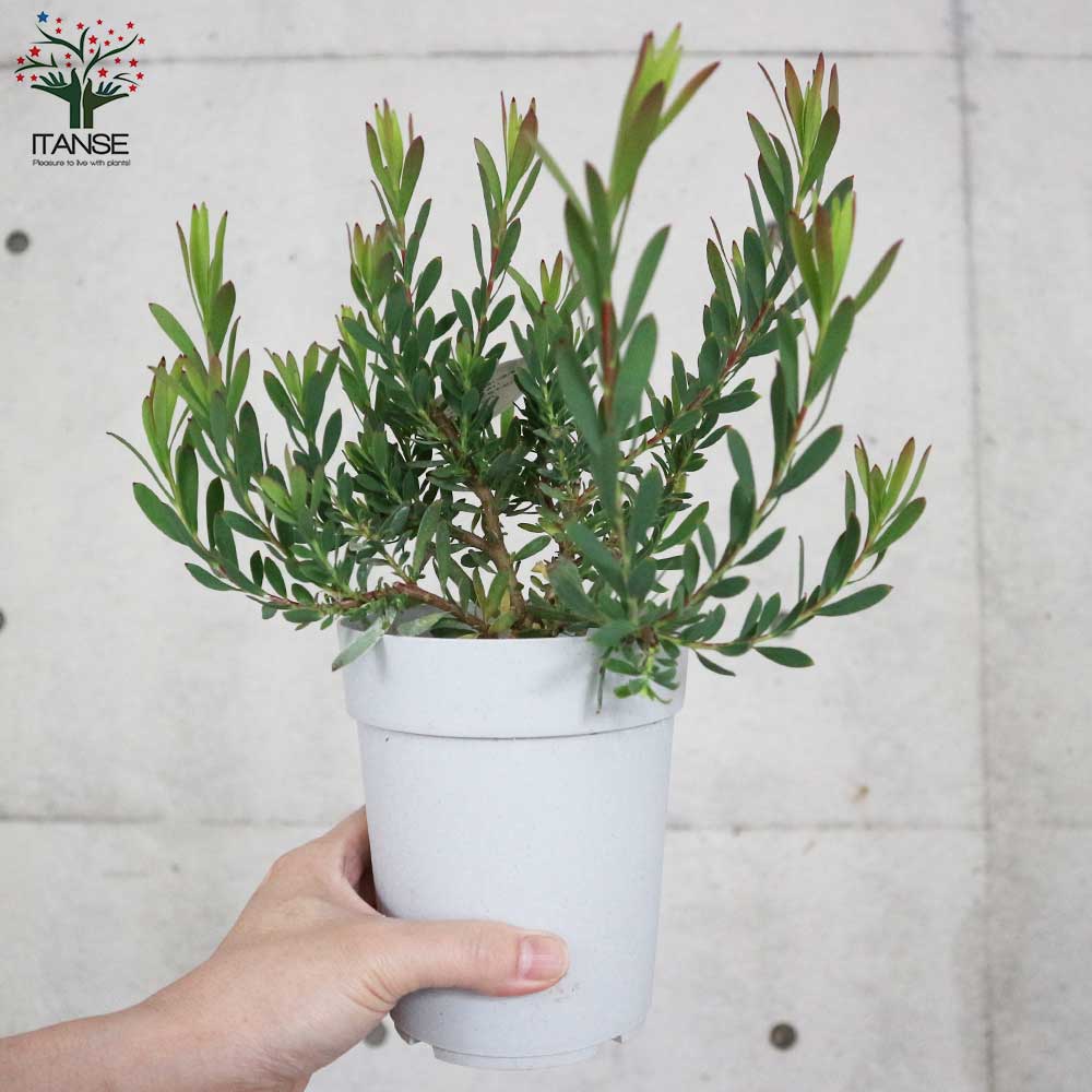 リューカデンドロン・レッドデビル【庭木 4号鉢／1個売り】｜ 【植物の