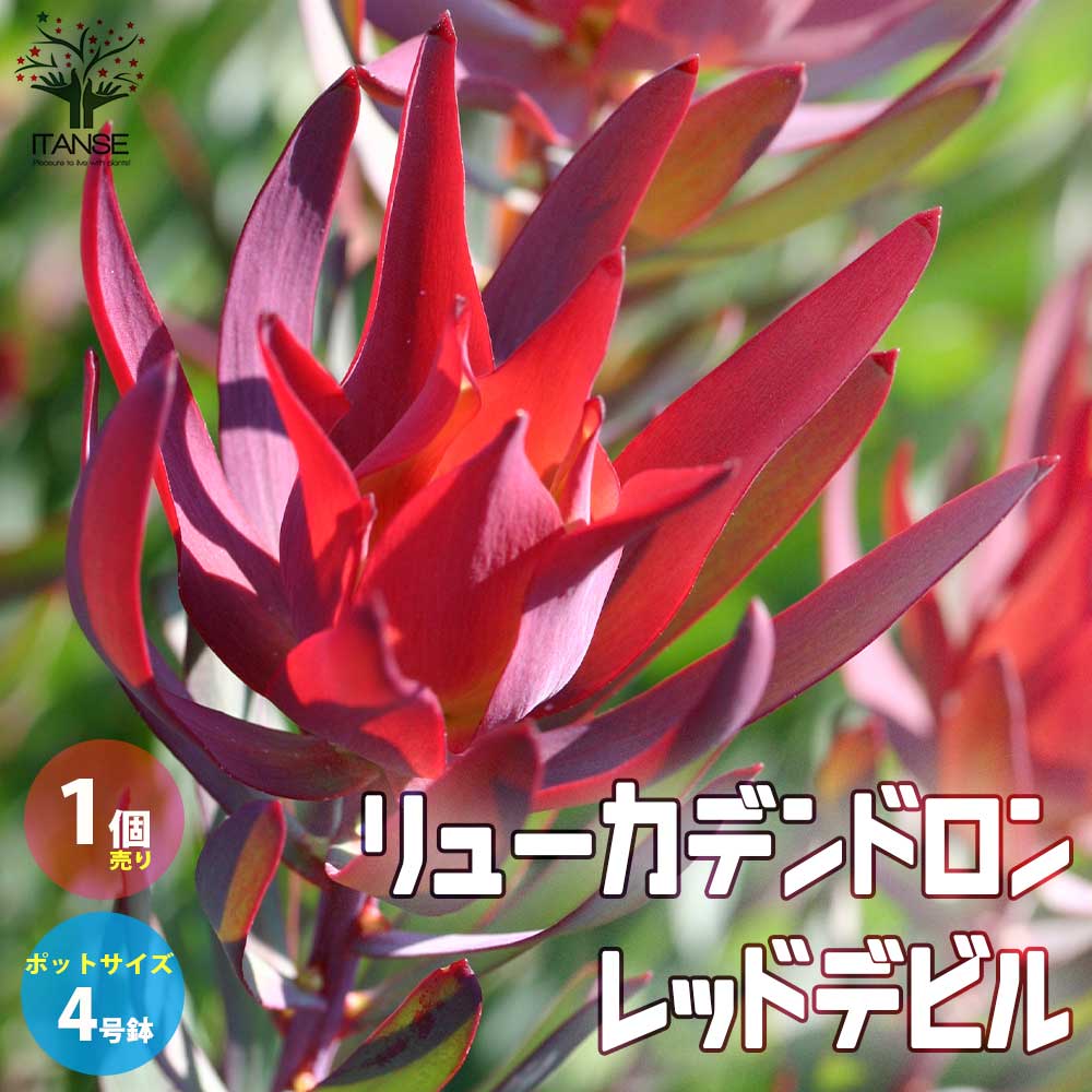 リューカデンドロン・レッドデビル【庭木 4号鉢／1個売り】